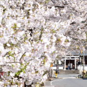 紺屋川筋の桜